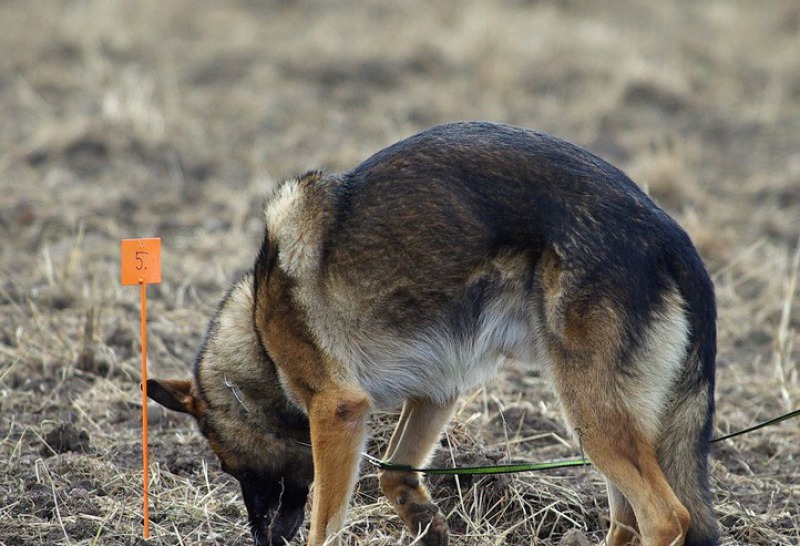 Suchhund