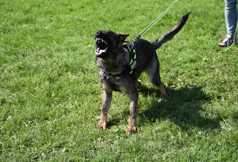 Schutzhund