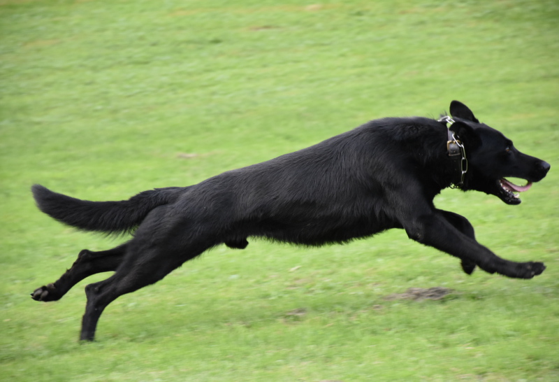 Sporthund